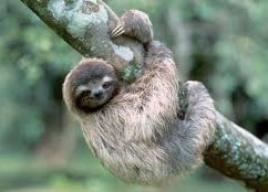 picture of sloth